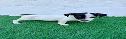 Jack Russell Terrier perros en venta: Jack Russell  - Anuncio 11