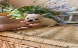 Chihuahua perros en venta: Chihuahua toy cabeza manzana macho!! - Imagen 3