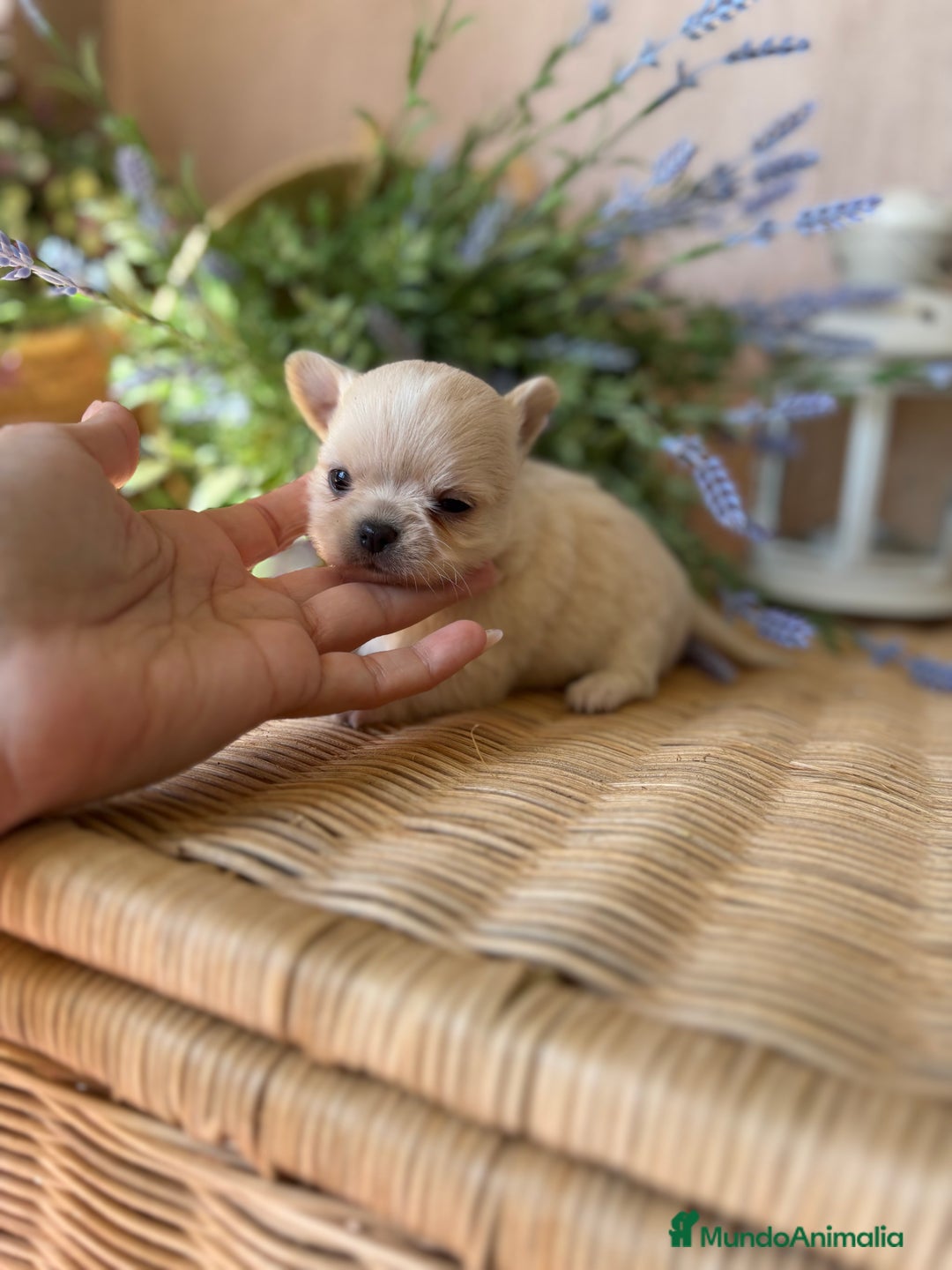 Chihuahua perros en venta: Chihuahua toy cabeza manzana macho!! - Imagen 3