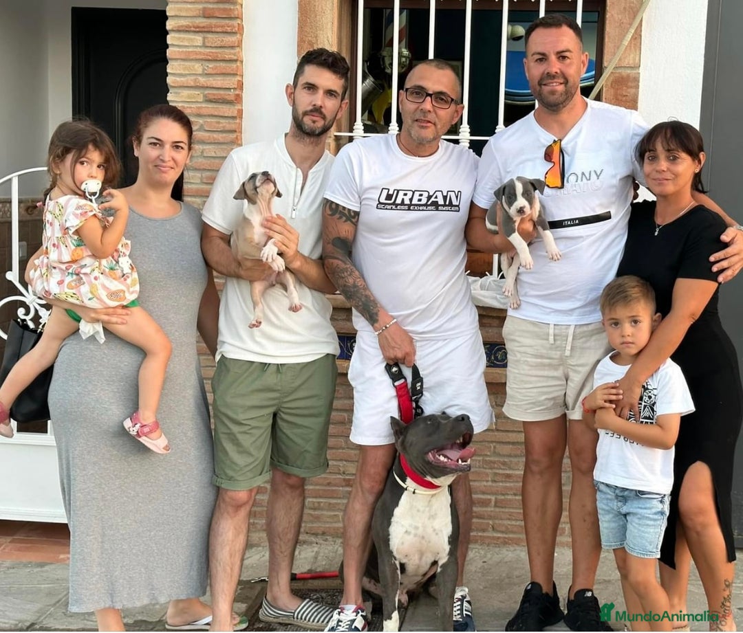 American Staffordshire-Terrier perros en venta: American Stanford, mis pequeños - Imagen 13