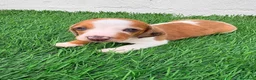 Teckel Miniatura perros en venta: Teckel miniatura tri merle choco blanco - Anuncio 15