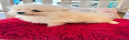 Pomerania perros en venta: Pomerania toy  - Anuncio 7