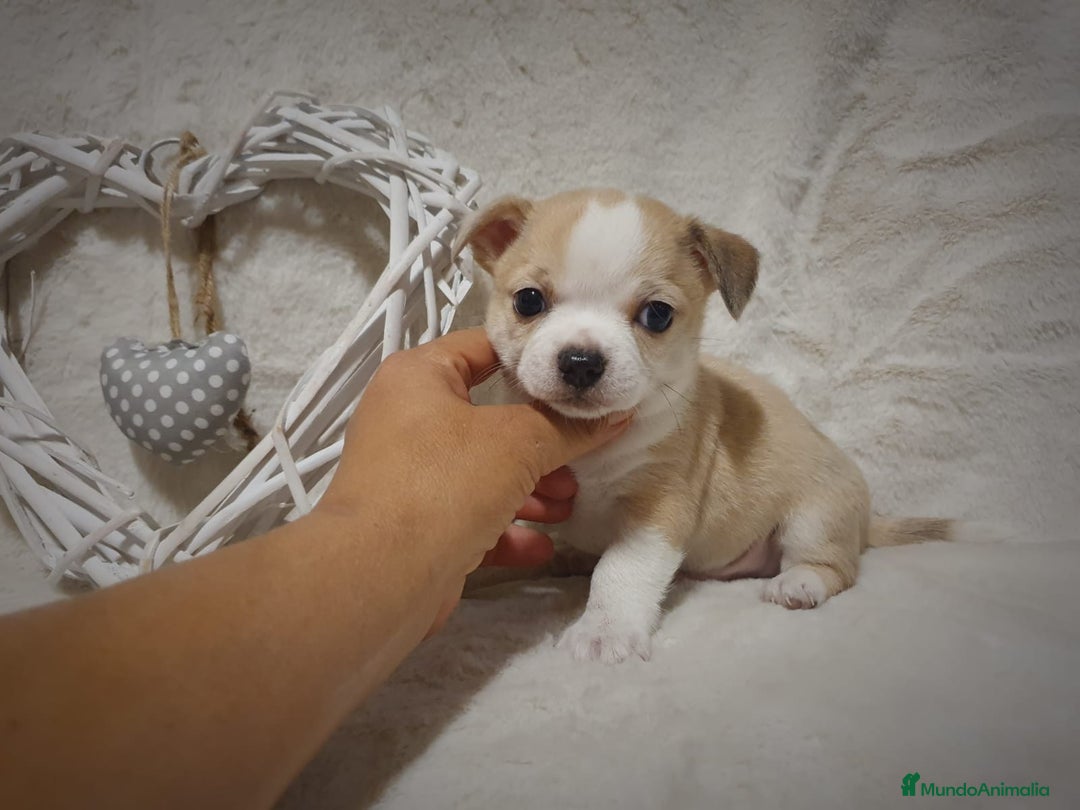 Chihuahua perros en venta: Perro Chihuahua  - Imagen 4