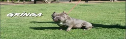 American Bully perros en venta: American Bully Macho - Anuncio 5