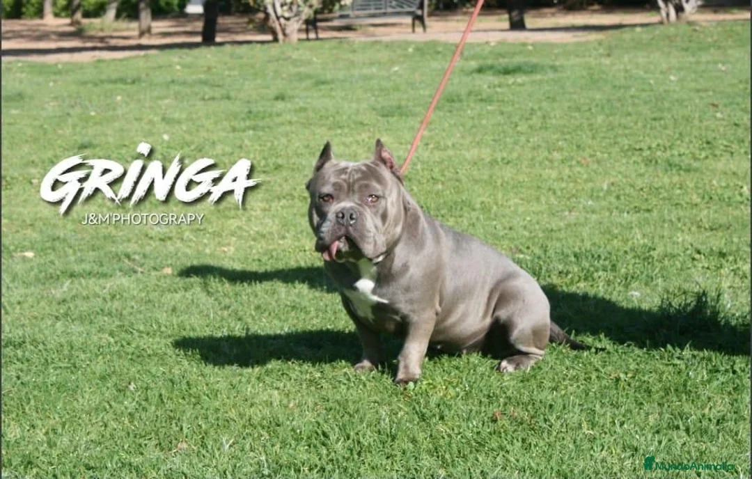 American Bully perros en venta: American Bully Macho - Anuncio 5