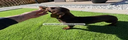 Teckel Miniatura perros en venta: TECKEL 4 MESES MINI - Anuncio 2