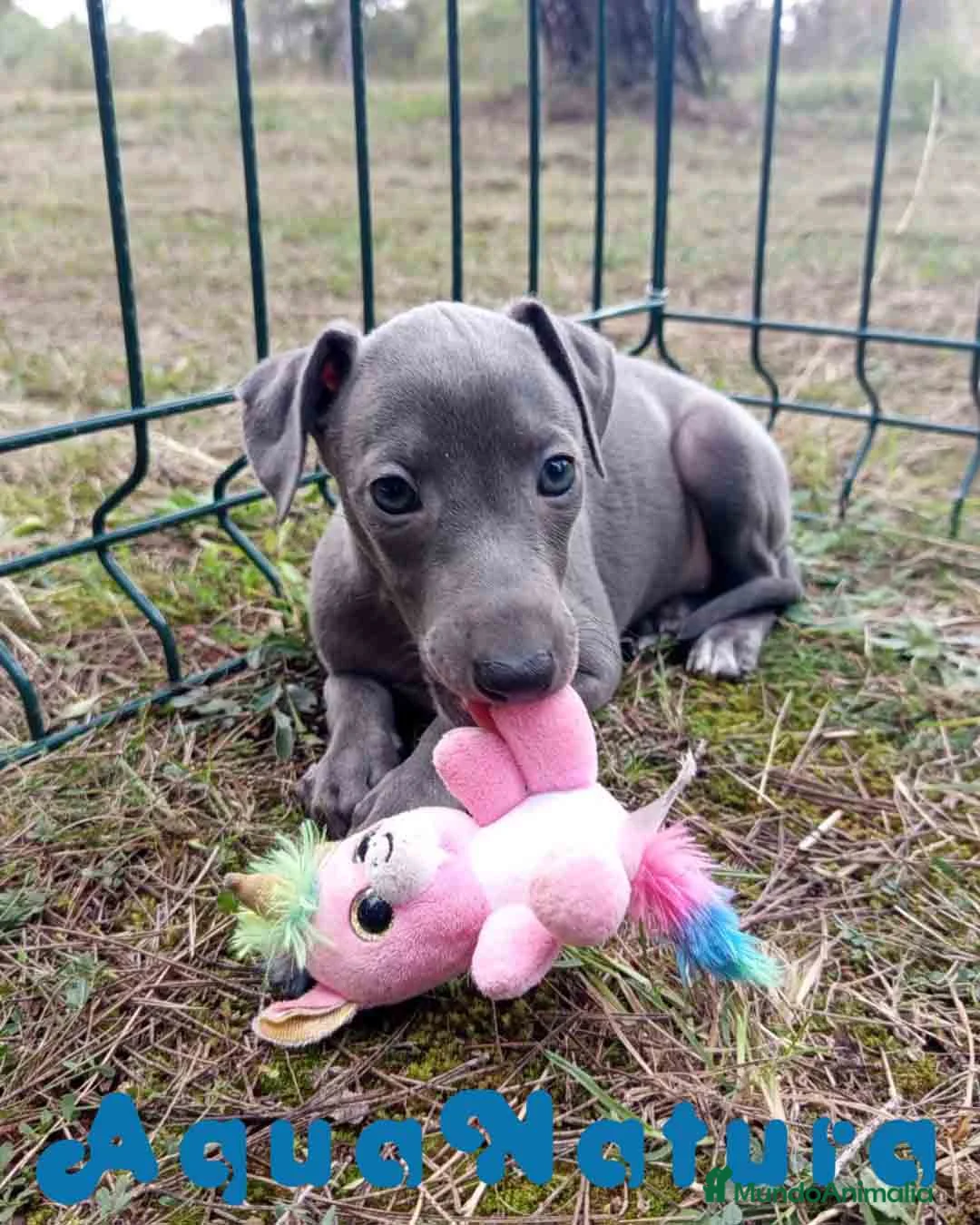 Pequeño Lebrel Italiano perros en venta:  Lebrel Italiano Hembra 1 de AB y Omega AQUANATURA - Anuncio 1