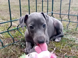 Pequeño Lebrel Italiano perros Lebrel Italiano Hembra 1 de AB y Omega AQUANATURA - Anuncio 3
