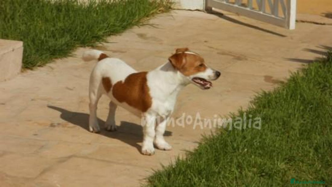 Imagen de galería {{count}}