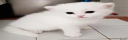 Persa gatos en venta: Gato persa - Anuncio 2