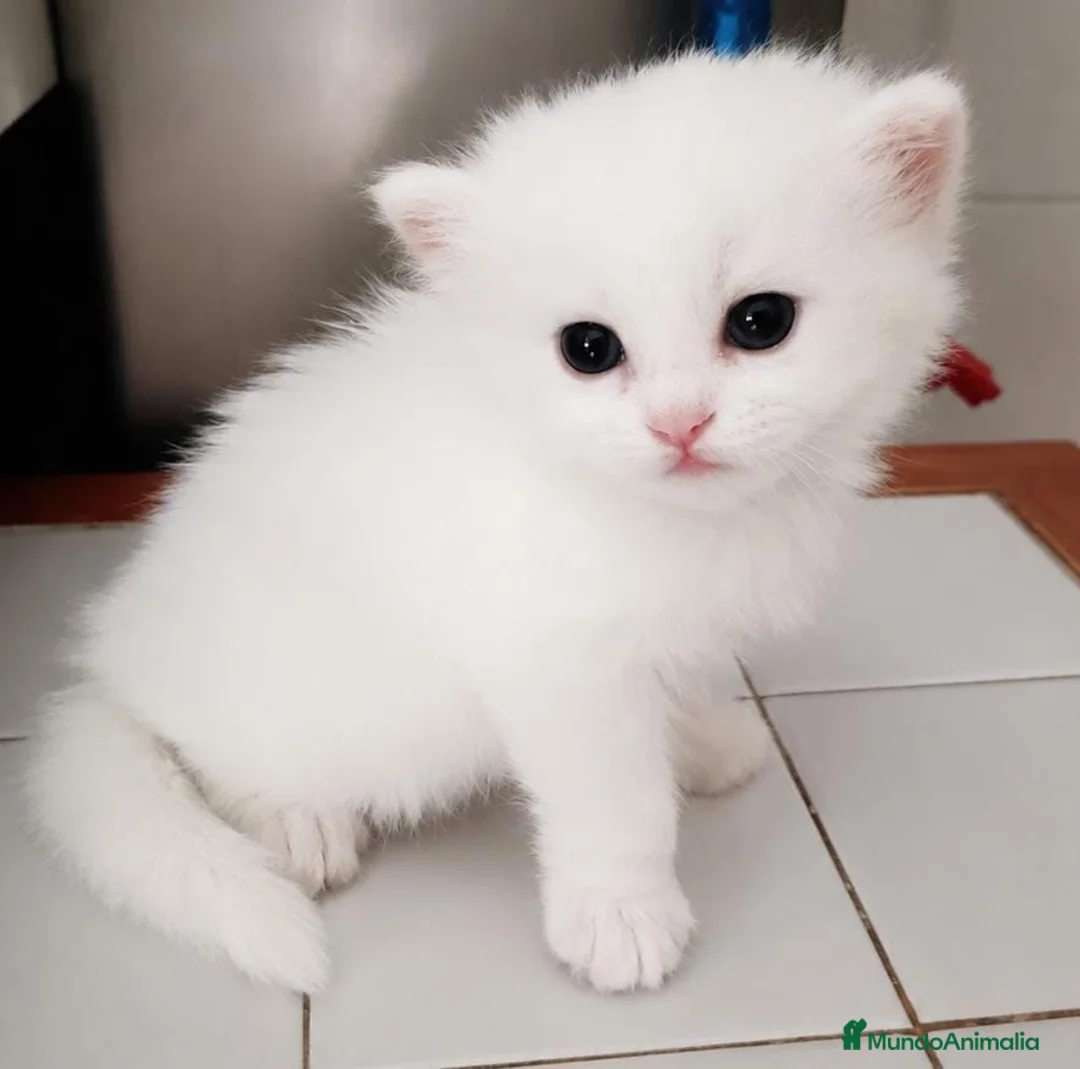Persa gatos en venta: Gato persa - Anuncio 2