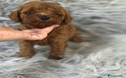 Caniche Toy perros en venta: CANICHE TOY ROJO DISPONIBLE - Imagen 5