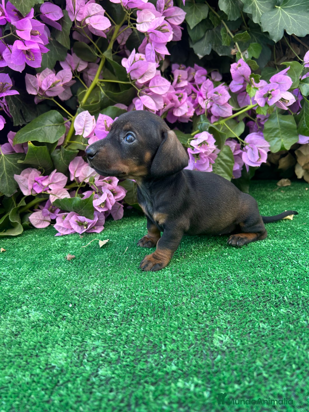 Teckel Miniatura perros en venta: teckel mini  - Imagen 5
