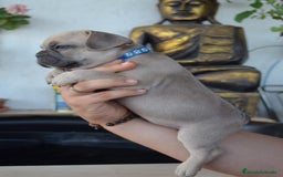 Bulldog Francés perros en venta: Bulldog francés exótico distintos colores - Imagen 7