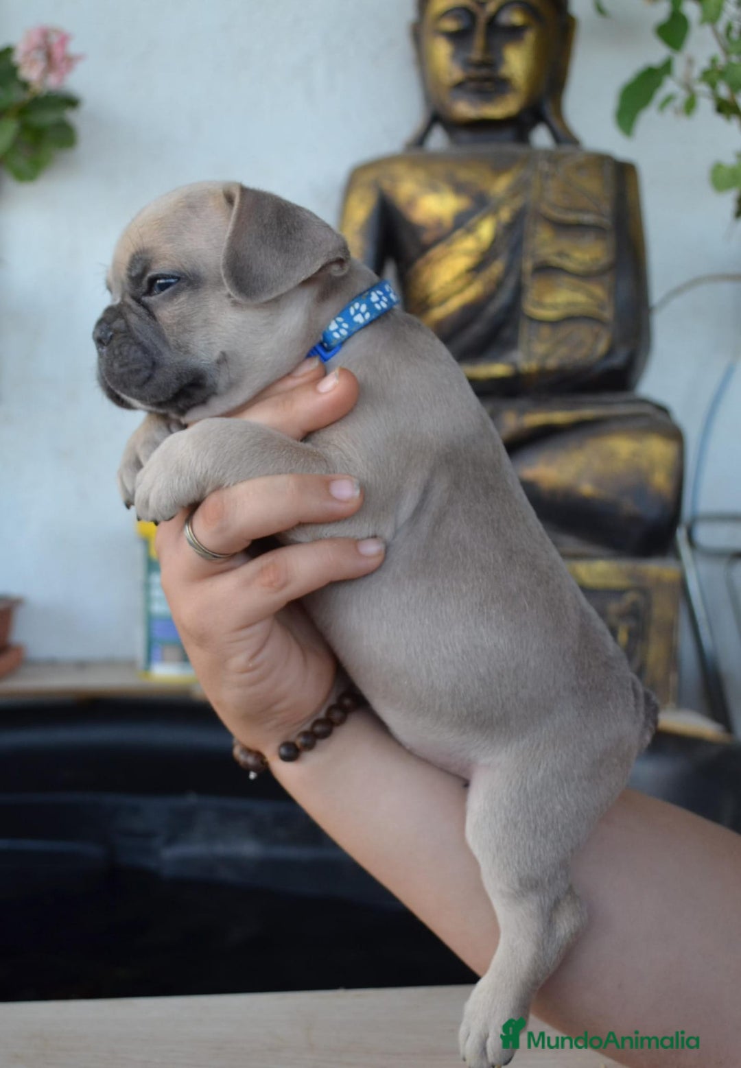 Bulldog Francés perros en venta: Bulldog francés exótico distintos colores - Imagen 7