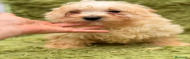 Maltipoo 3