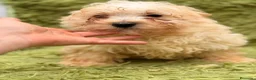 Maltipoo perros en venta: MALTIPOO MACHITOS DISPONIBLES - Anuncio 3