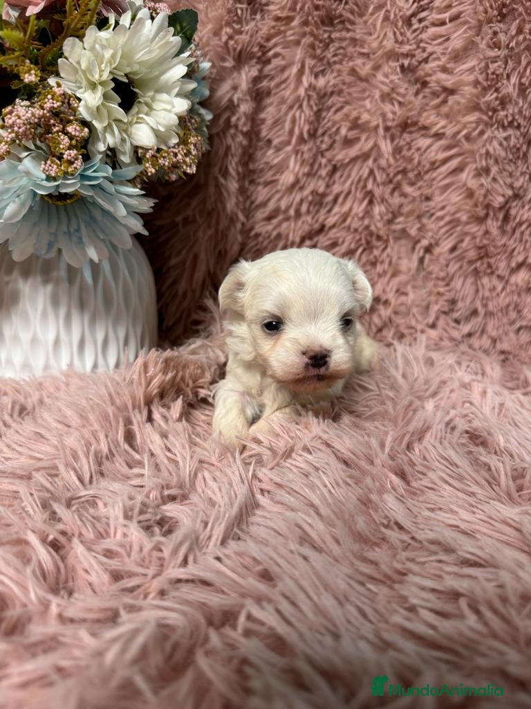 Bichón Maltés perros bichon maltes mini - Anuncio 1