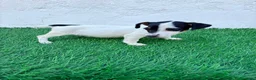 Jack Russell Terrier perros en venta: Jack Russell  - Anuncio 8