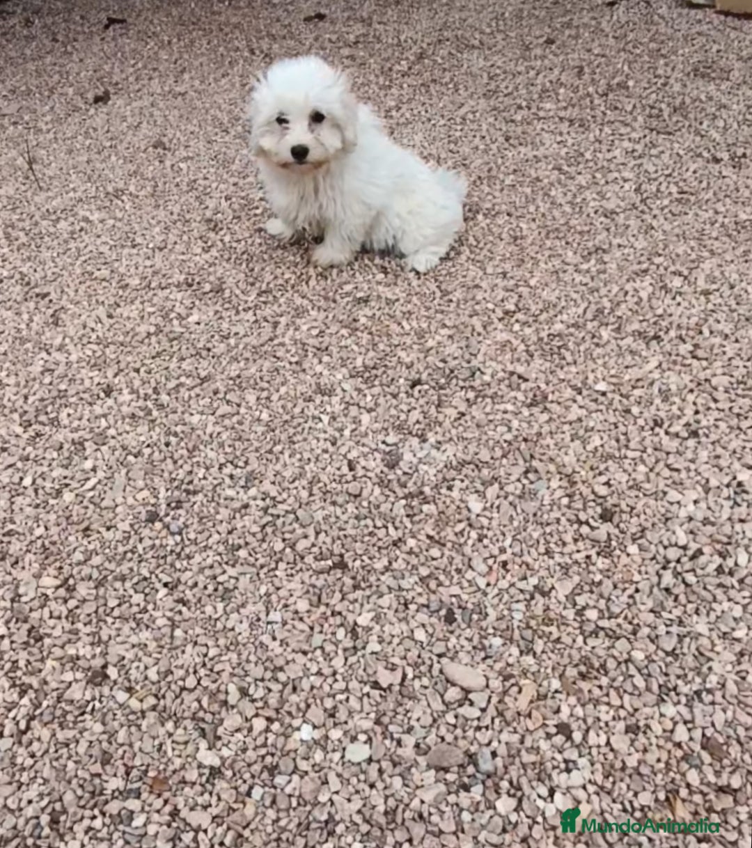 Bichón Maltés perros Cachorros de bichón maltés  - Anuncio 1