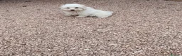 Bichón Maltés perros en venta: Cachorros de bichón maltés  - Anuncio 1