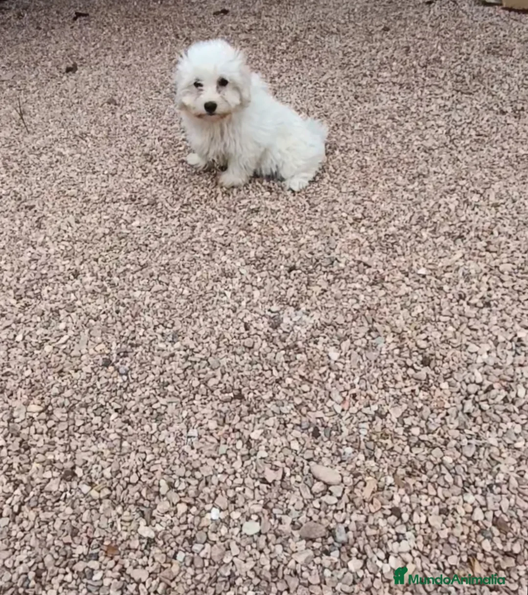 Bichón Maltés perros en venta: Cachorros de bichón maltés  - Anuncio 1