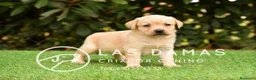 Labrador Retriever perros en venta: Labrador retriever dorado - Anuncio 4