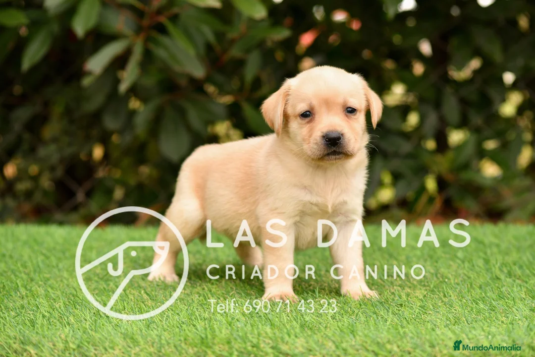 Labrador Retriever perros en venta: Labrador retriever dorado - Anuncio 4