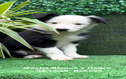 Border Collie perros en venta: BORDER COLLIE - Anuncio 13