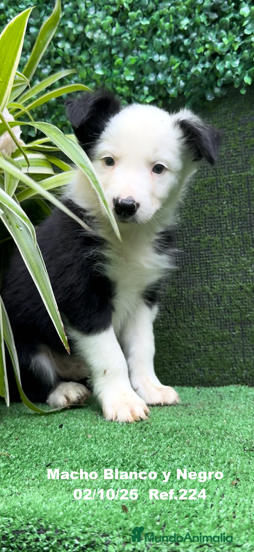 Border Collie perros en venta: BORDER COLLIE - Anuncio 13