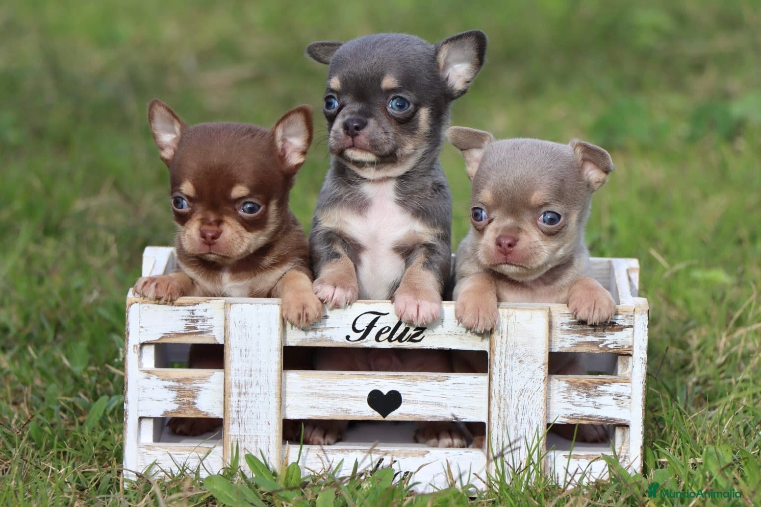 Chihuahua perros PRECIOSO CHIHUAHUA LINEA RUSA - Anuncio 2