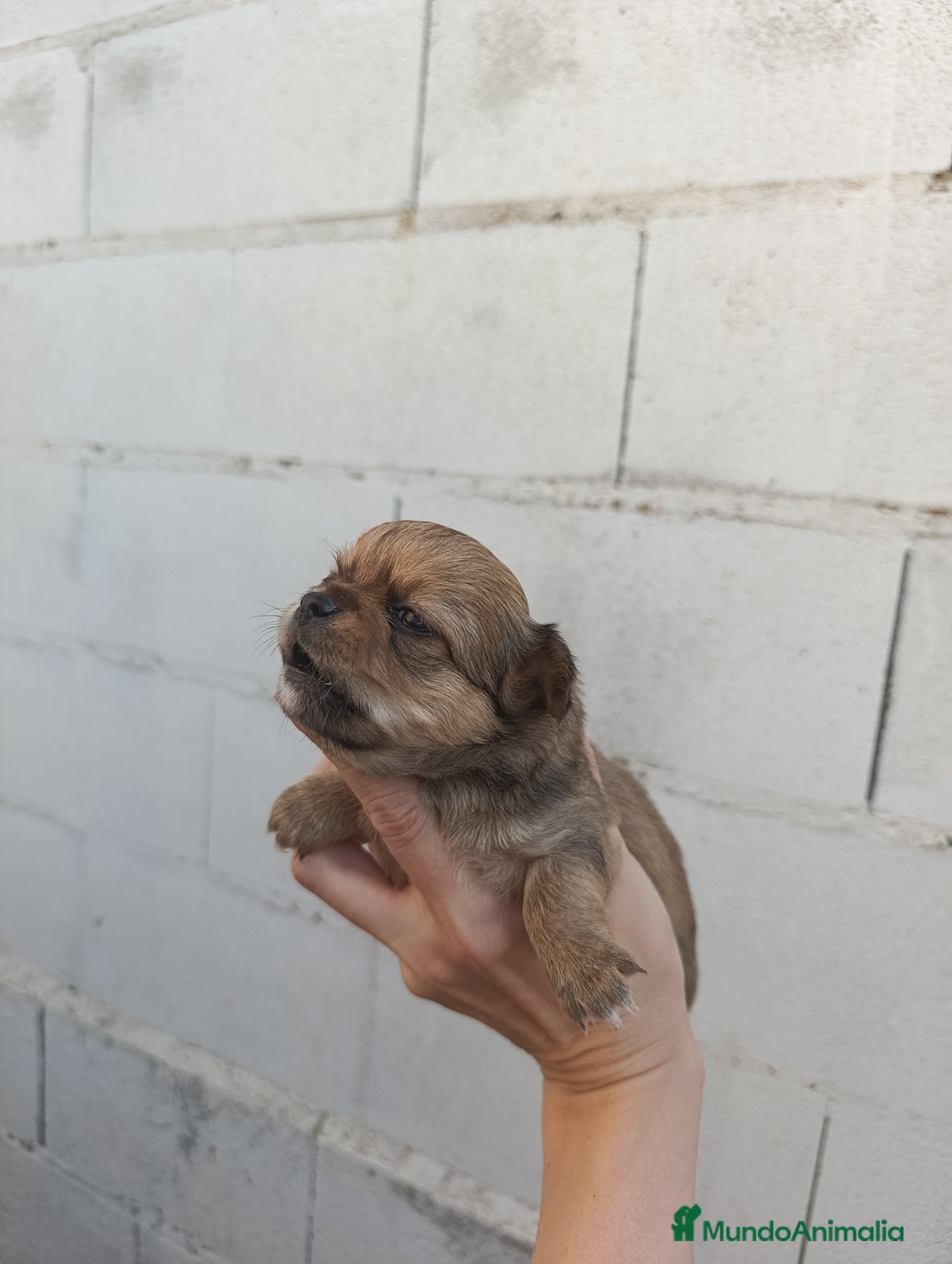 Chihuahua perros en venta: Chihuahuas - Anuncio 3