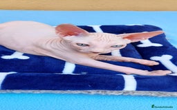 Sphynx gatos en venta: Preciosa hembrita ojos azules  - Imagen 2
