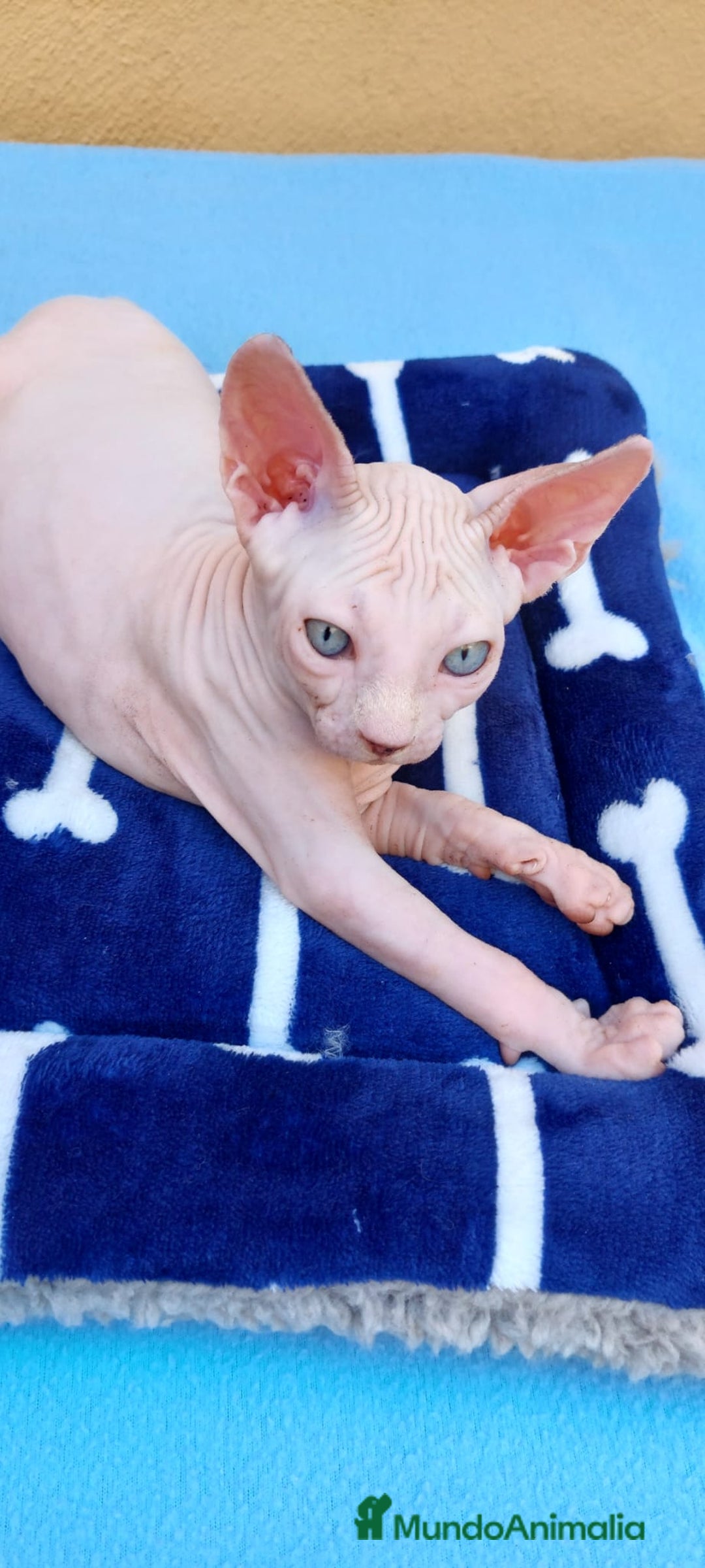 Sphynx gatos en venta: Preciosa hembrita ojos azules  - Imagen 2