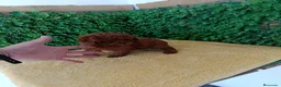 Caniche Toy perros en venta: PRECIOSOS CANICHE  ROJO LINEA TOY - Anuncio 9