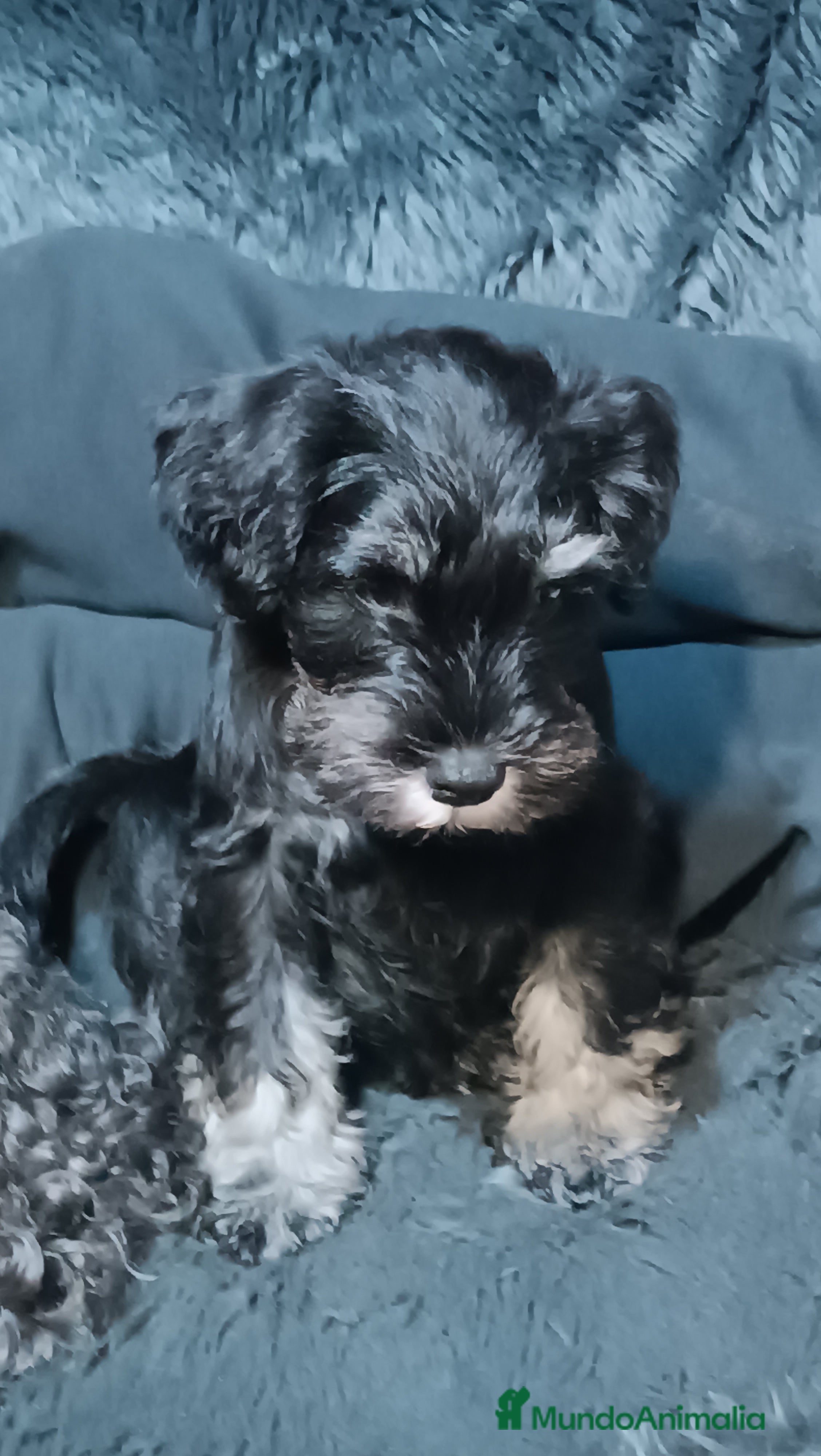 Schnauzer Miniatura perros Cachorro Schnauzer miniatura  - Anuncio 1