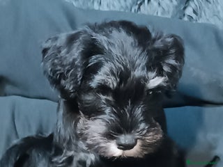 Schnauzer Miniatura perros Cachorro Schnauzer miniatura - Anuncio 1