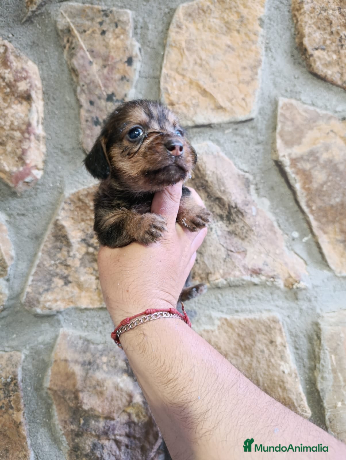 Teckel Miniatura perros Teckel mini de pelo duro  - Anuncio 1