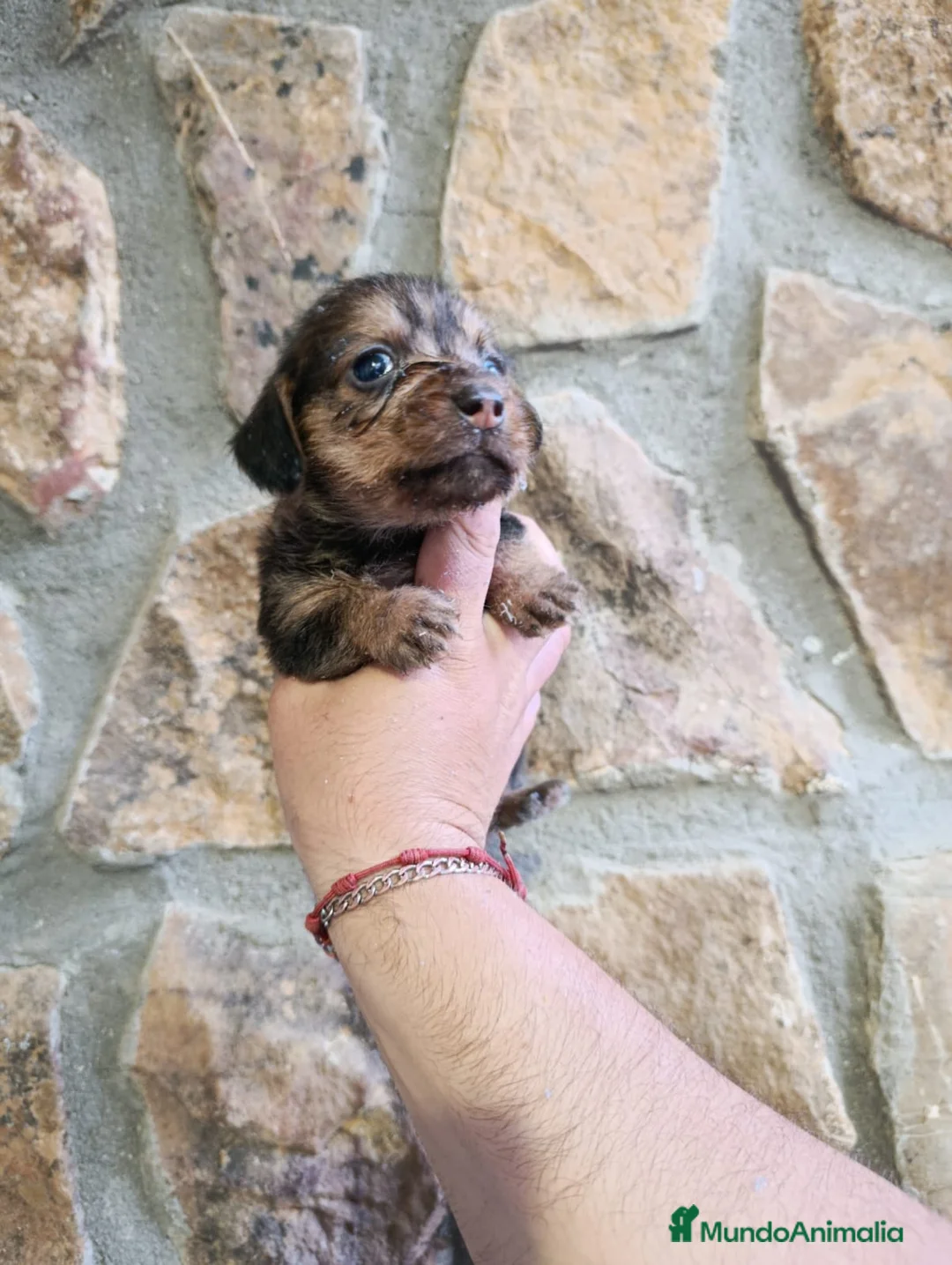 Teckel Miniatura perros en venta: Teckel mini de pelo duro  - Anuncio 1