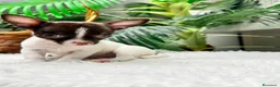 Chihuahua perros en venta: 🐾 CHIHUAHUA MACHO BICOLOR CHOCOLATE Y BLANCO 🐾 - Anuncio 10