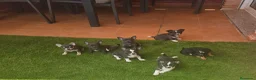Chihuahua perros en venta: Cachorrito de chihuahua precio real - Anuncio 6