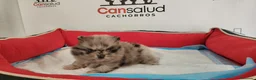 Pomerania perros en venta: Pomerania  - Anuncio 2