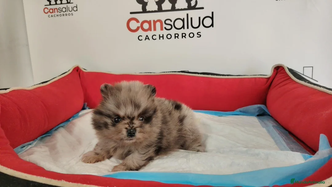 Pomerania perros en venta: Pomerania  - Anuncio 2