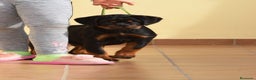 Rottweiler perros en venta: Rottvale kennel criadero desde el año 2012 en Valencia - Anuncio 5