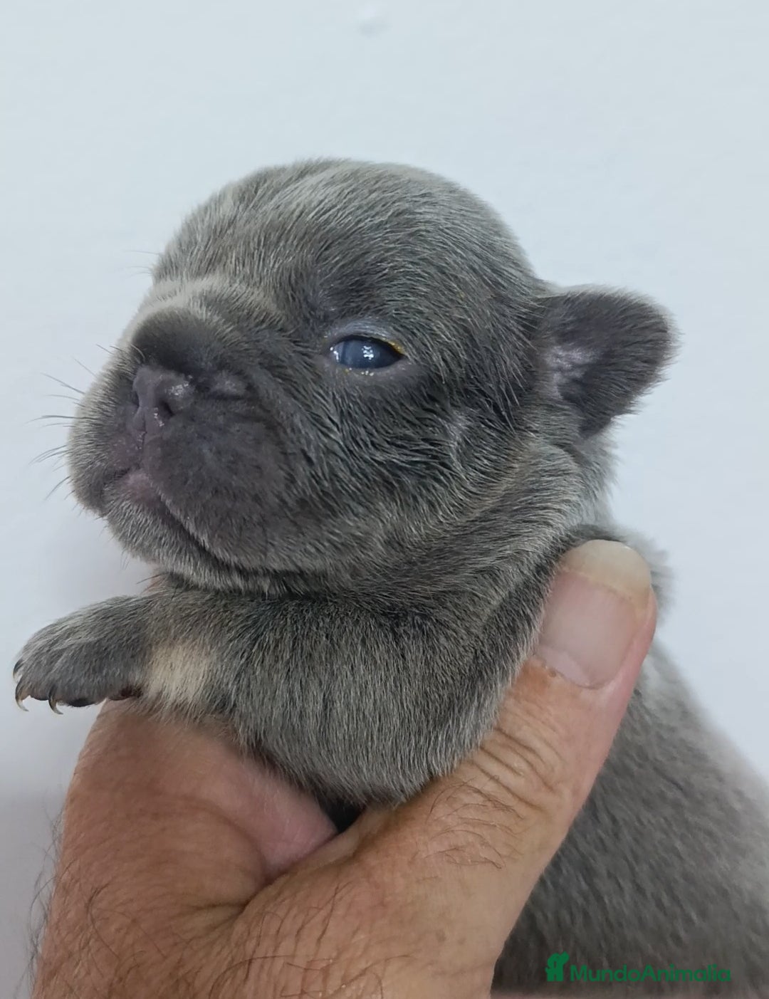 Bulldog Francés perros en venta: Bulldog Big rope guapisimos - Imagen 6