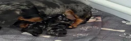 Teckel Miniatura perros en venta: Preciosos Teckel miniatura machos arlequín plata - Anuncio 1
