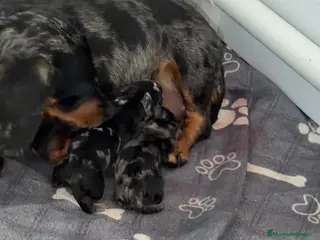 Teckel Miniatura perros en venta: Preciosos Teckel miniatura machos arlequín plata - Anuncio 3