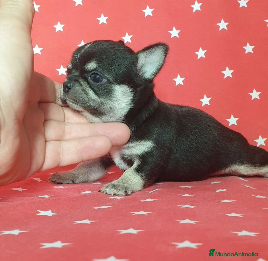 Chihuahua perros en venta: Chihuahua toy en Barcelona - Anuncio 5