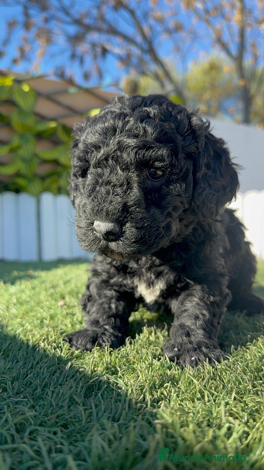 Perro de Agua Español perros en venta: PERRO DE AGUA HEMBRA - Anuncio 9