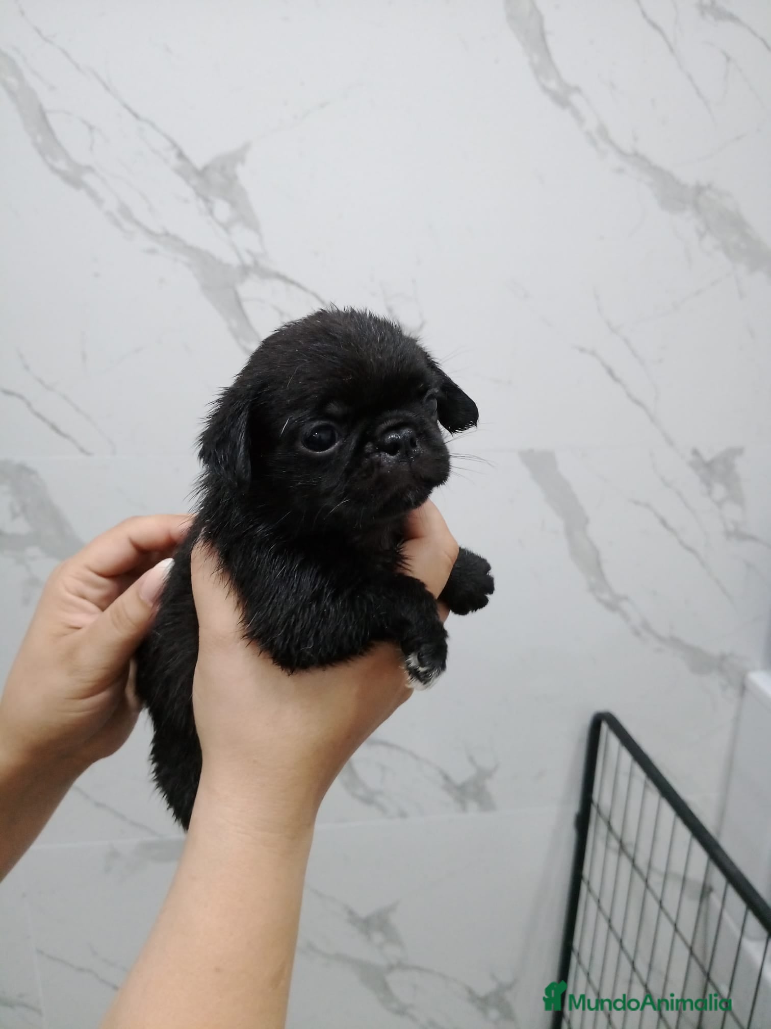 Carlino - Pug perros Carlino-Pug hembra  - Anuncio 2